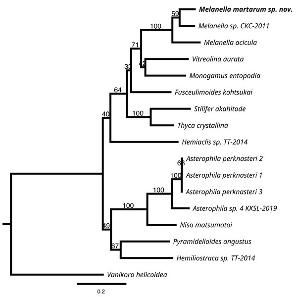 RaxML inferred phylogenetic reconstruction.