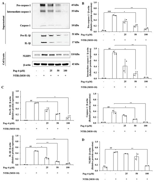 Pug-4 peptide suppressed NTHi-induced activation of NLRP3 inflammasome pathway in A549 cells.