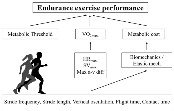 Conceptual model for predicted VMAX in recreational runners.