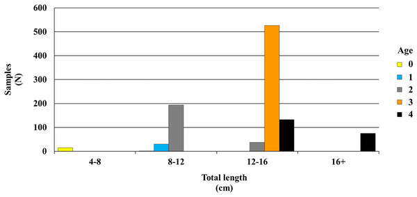 Age-length distribution of P. lineatus.