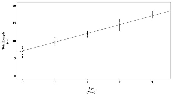 von Bertalanffy growth curve for P. lineatus for all samples.