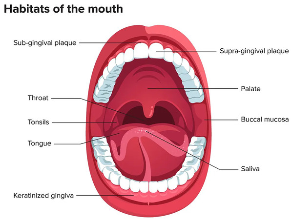 Mouth microbiome and its different niches.