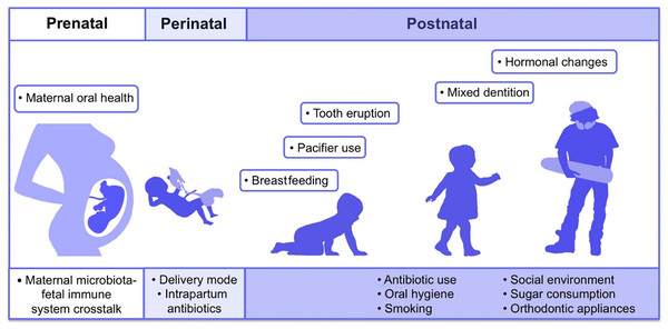 Contributing factors in shaping the human oral microbiome during different life stages from fetus to adulthood.