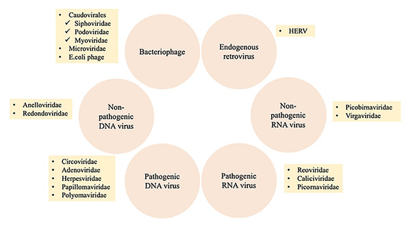 Summary of different components of the human virobiome.