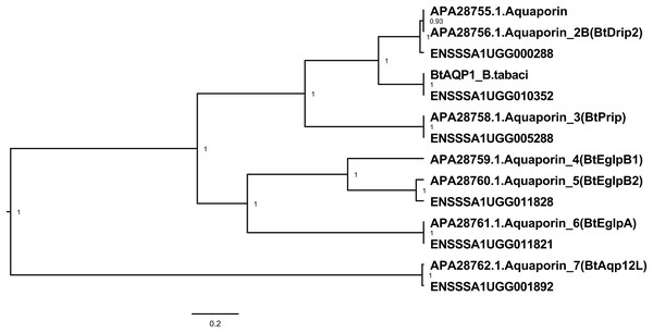Aquaporin genes of B. tabaci SSA1-SG1.