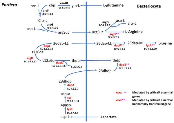 Lysine and arginine biosynthetic pathway in SSA1-SG1.