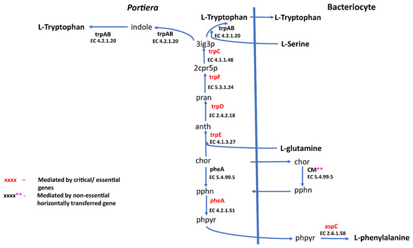 Phenylalanine and tryptophan biosynthesis pathway for two essential amino acids.