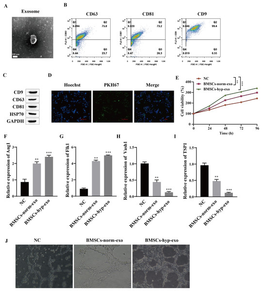 Hypoxic BMSC-derived exosomes significantly promoted the proliferation and angiogenesis of HUVECs.