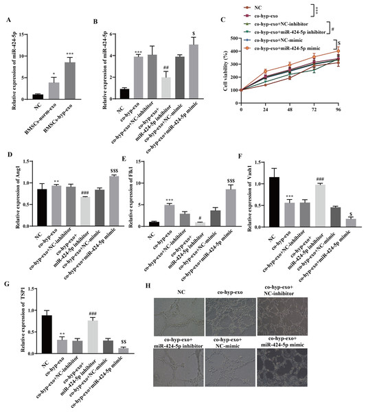 Hypoxic BMSC-exos promote cell proliferation and angiogenesis through miR-424-5p.
