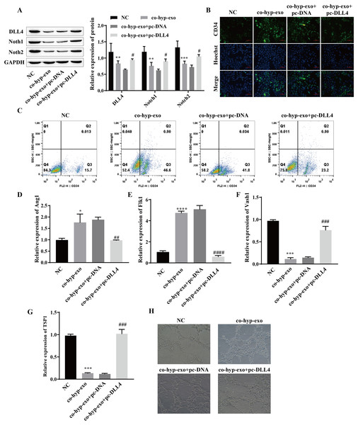 Hypoxic exosome-mediated angiogenesis is related to the DLL4/Notch signaling pathway.