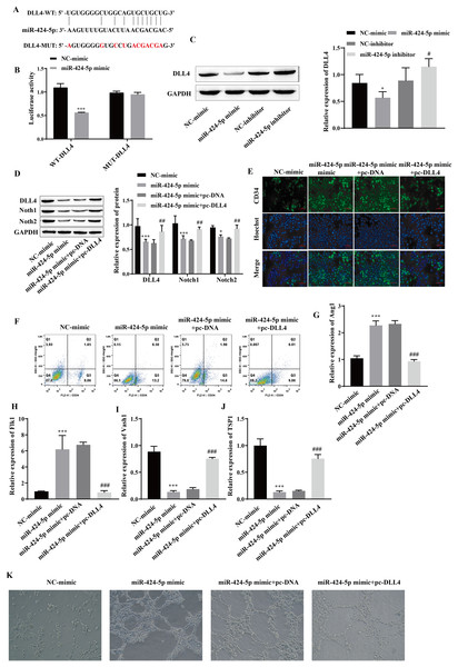 miR-424-5p targets the expression of DLL4 and affects angiogenesis.