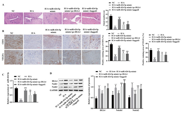 miR-424-5p improves endometrial injury in IUA rats by mediating the DLL4/Notch signaling pathway.