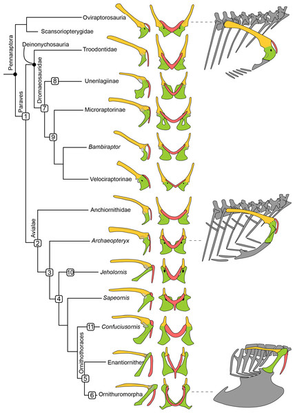 Simplified phylogeny of Pennaraptora with reconstructions of pectoral girdle, the orientation of coracoid body in the skeleton, and the main characters transition.