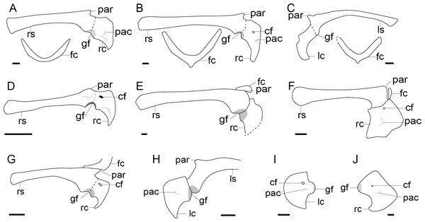 Comparison of the pectoral girdle of oviraptorosaurs.