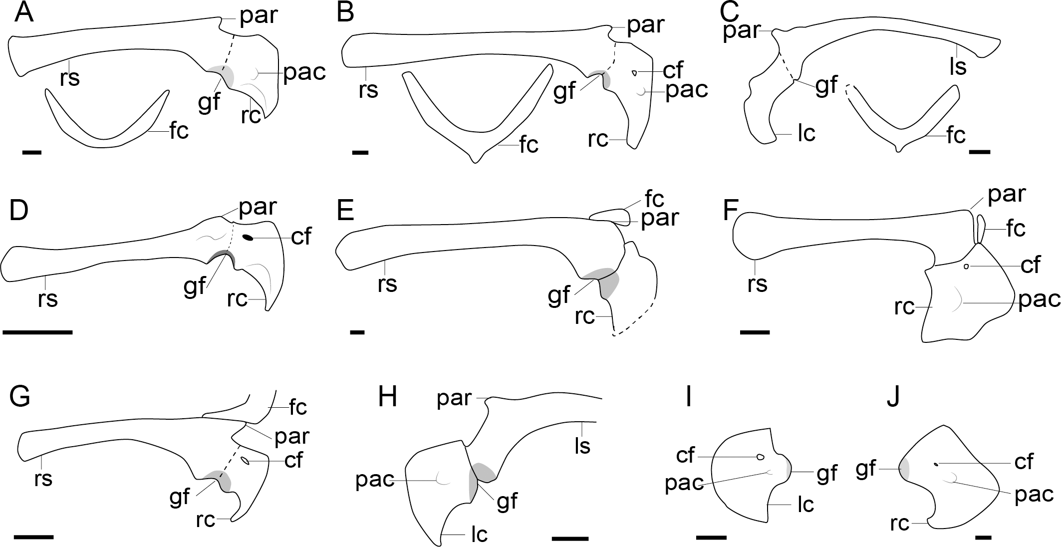 Transformation of the pectoral girdle in pennaraptorans: critical steps in  the formation of the modern avian shoulder joint [PeerJ]