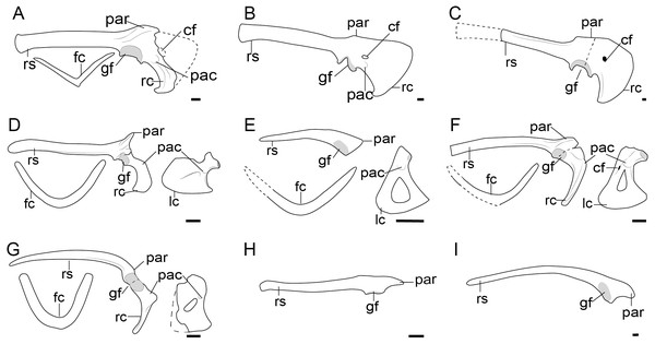 Comparison of the pectoral girdle of Dromaeosauridae.