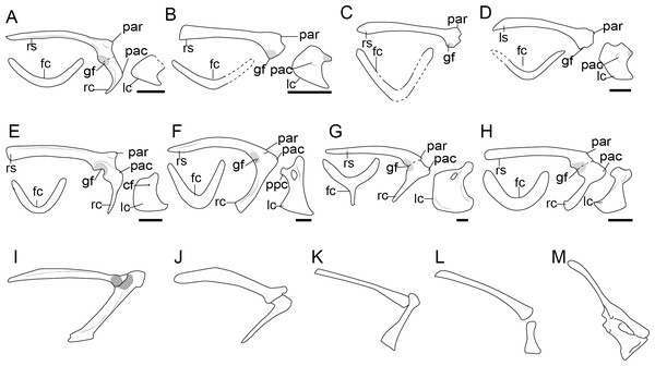 Comparison of the pectoral girdle of Anchiornithidae and basal birds, as well as pectoral girdle morphology change (lateral view) of flightless terrestrial bird.