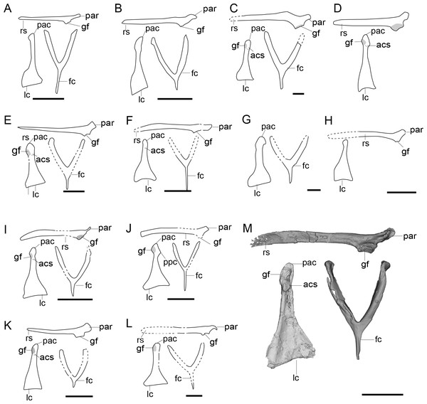 Comparison of the pectoral girdle of Enantiornithes.