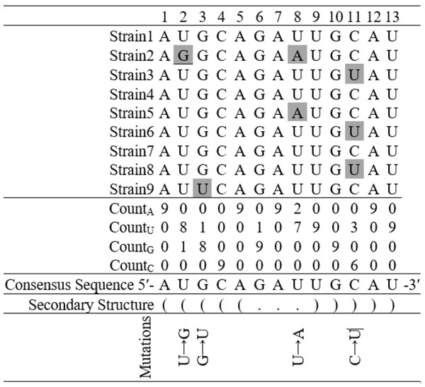 Finding base substitutions in the secondary structure considering an alignment of nine hypothetical sequences containing thirteen nucleotides each.
