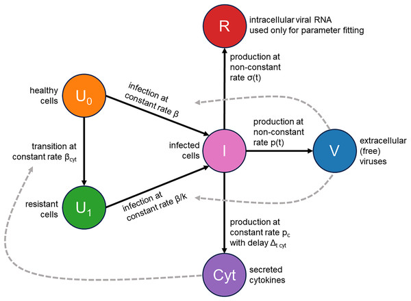 Visual representation of the mathematical model.