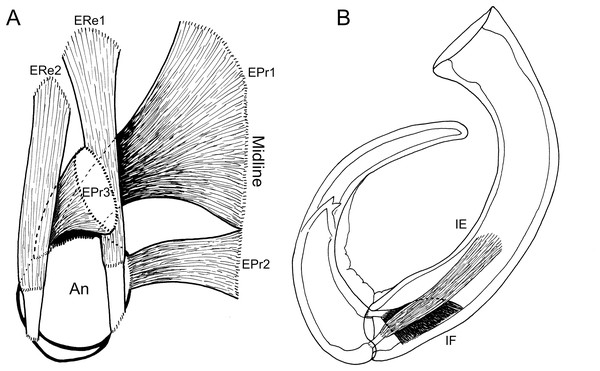 Schematic illustration of antennal musculature of female Shiinoa inauris.