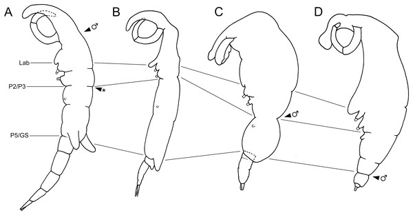 Schematic illustration of body plans of shiinoid females and male attachment locations.