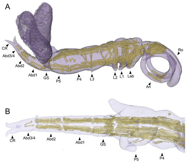 MicroCT segmented meshes of female Shiinoa inauris body and trunk musculature.