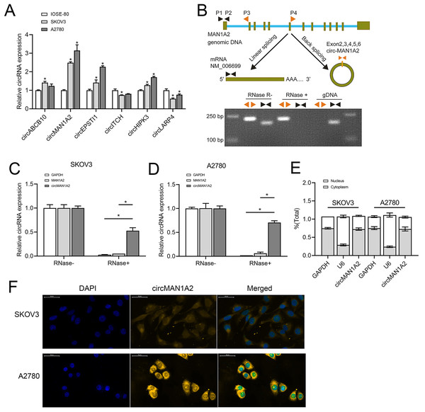 CircMAN1A2 is overexpressed in OC cell lines.
