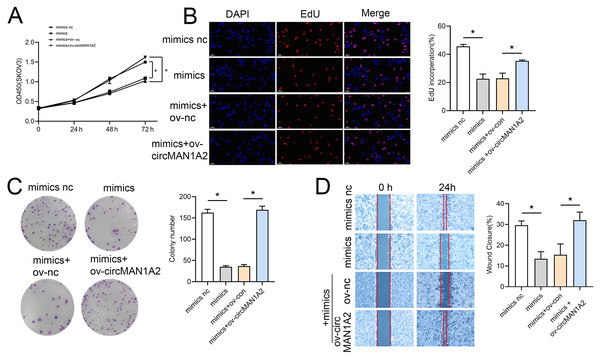 CircMAN1A2 reverses the inhibitory effect of miR-135a-3p on SKOV3 cell growth.