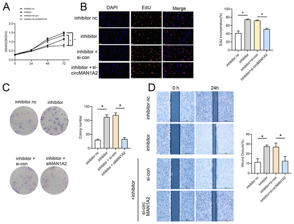 Si-circMAN1A2 reverses the promoting effect of miR-135a-3p inhibitor on A2780 cell growth.