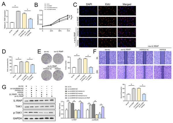 MiR-135a-3p inhibitor promotes proliferation of A2780 cells through the IL1RAP/TAK1 axis.