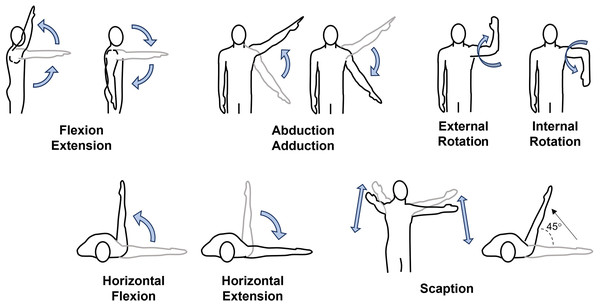 Sex differences in strength at the shoulder: a systematic review [PeerJ]