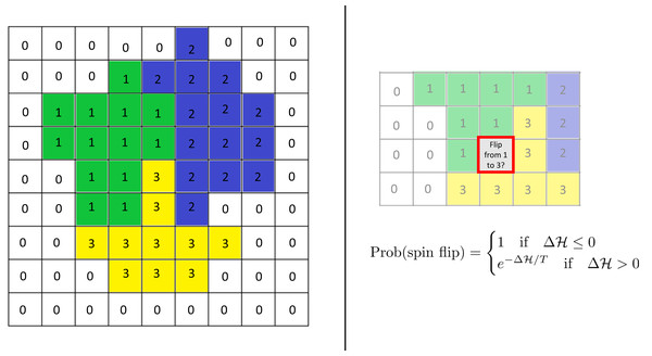 Schematics of the cellular potts model.