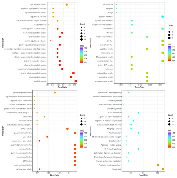 The BP, CC, and MF terms or pathways enriched in the 915 genes from the HC+STZ group were analysed by GO and KEGG analyses.