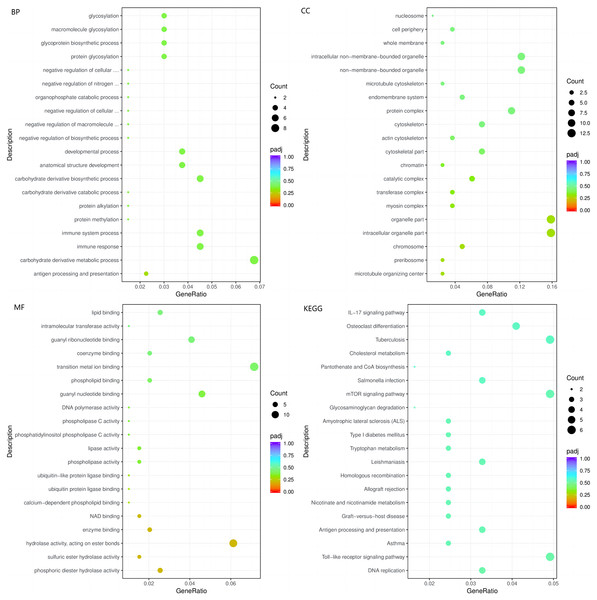 The BP, CC, and MF terms or pathways enriched in the 412 genes from the STZ+HC group were analysed by GO and KEGG analyses.