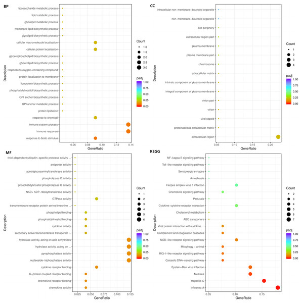 The BP, CC, and MF terms or pathways enriched in the 103 genes common to the HC+STZ and STZ+HC groups were analysed by GO and KEGG analyses.