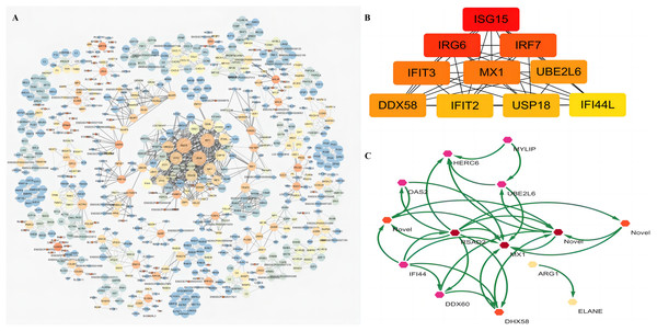 PPI analysis of 103 common DEGs of HC+STZ vs control and STZ+HC vs control.