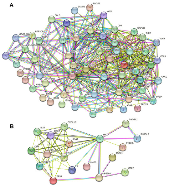 PPI analysis of calcium and micronutrient potential candidate genes (n = 13,802 and 382) with MX1 and UBE2L6.