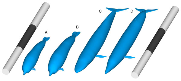 Comparisons of body size between Perucetus colossus and Balaenoptera musculus based on Paleomass models with superelliptical exponent of 2.0.