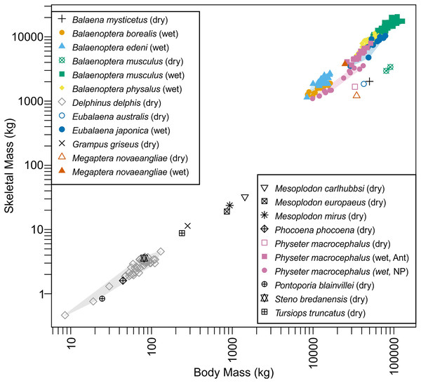 Skeletal mass plotted against body mass for cetaceans.