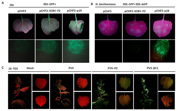 SCBV P2 inhibits ssRNA induced PTGS and reverses TGS.