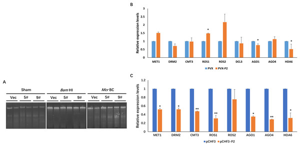 SCBV P2 expression impacts host RdDM pathway andgenome-wide scale methylation.