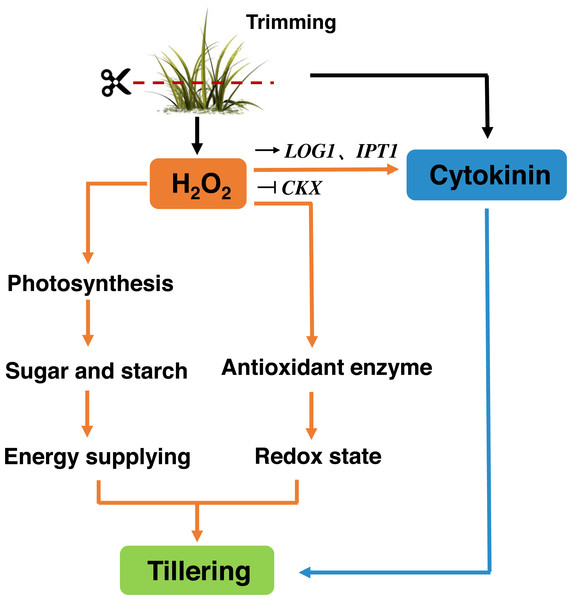 Signaling pathway of trimming-induced tillering in bermudagrass.