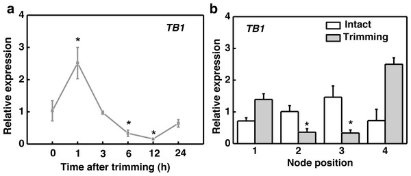 TB1 expression dynamics after trimming in stem nodes of bermudagrass.