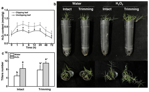 Effect of H2O2 on tillering in bermudagrass.