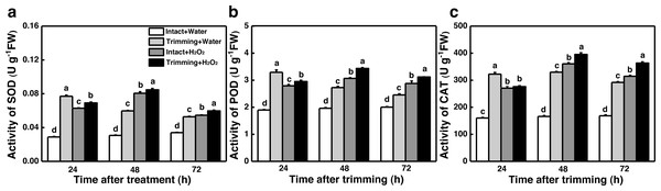Effect of exogenous H2O2 on the antioxidant enzyme activity in bermudagrass.