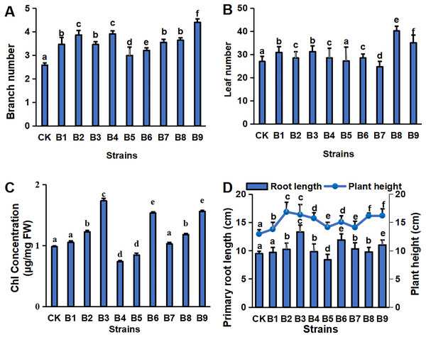 Plant physiology in blueberry cutting-seedlings rhizospheres.