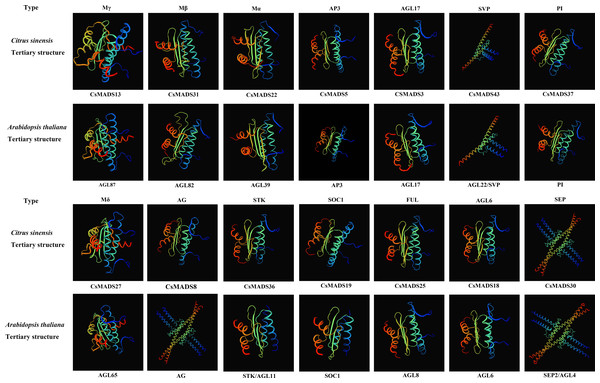 Tertiary structure of sweet orange and Arabidopsis MADS gene protein sequences.