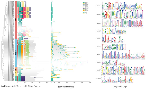 Evolutionary tree, conserved motif composition, and gene structure of sweet orange MADS genes.
