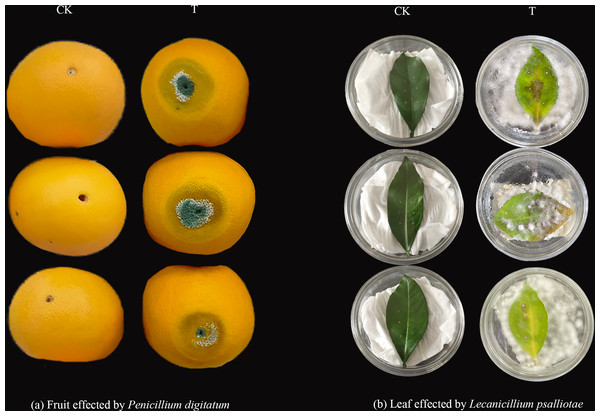 Identification of the pathogenicity of invasive pathogens of sweet orange.